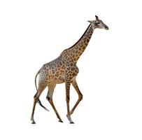 Giraffe isolated on white background ,include clipping path photo