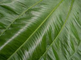 The Echinodorus cordifolius leaf close up image for background photo