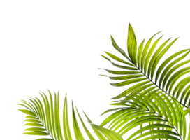 green leaf of palm tree on transparent background png file