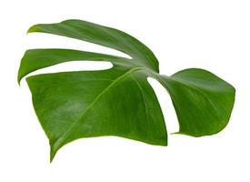 monstera leaf isolated on white background ,green leaves pattern photo