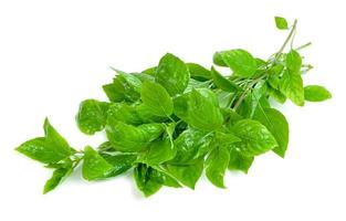 leaf  fresh basil isolated on white background ,Green leaves pattern photo