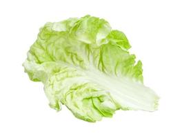 Fresh chinese cabbage leaf isolated on white background ,Green leaves pattern photo