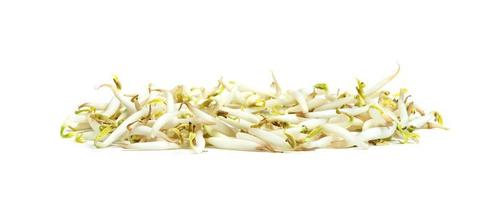 Bean Sprouts isolated on white background photo