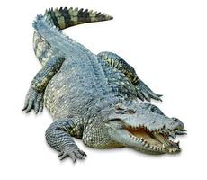 crocodile isolated on white background ,include clipping path photo