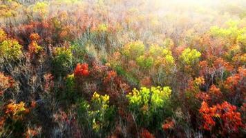 flygfoto höstträd som ändrar färg för att fälla sina löv på sommaren. högt upp bilder av träd under säsongsväxling. orange, gröna, röda, gula toner i träden. video