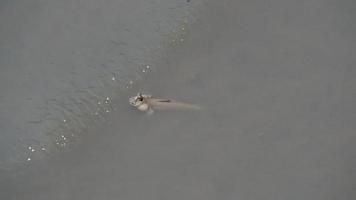 mudskipper tiene un cuerpo cilíndrico. tiene una cabeza grande, dos ojos, grandes y saltones, de hasta 30 cm de largo. video