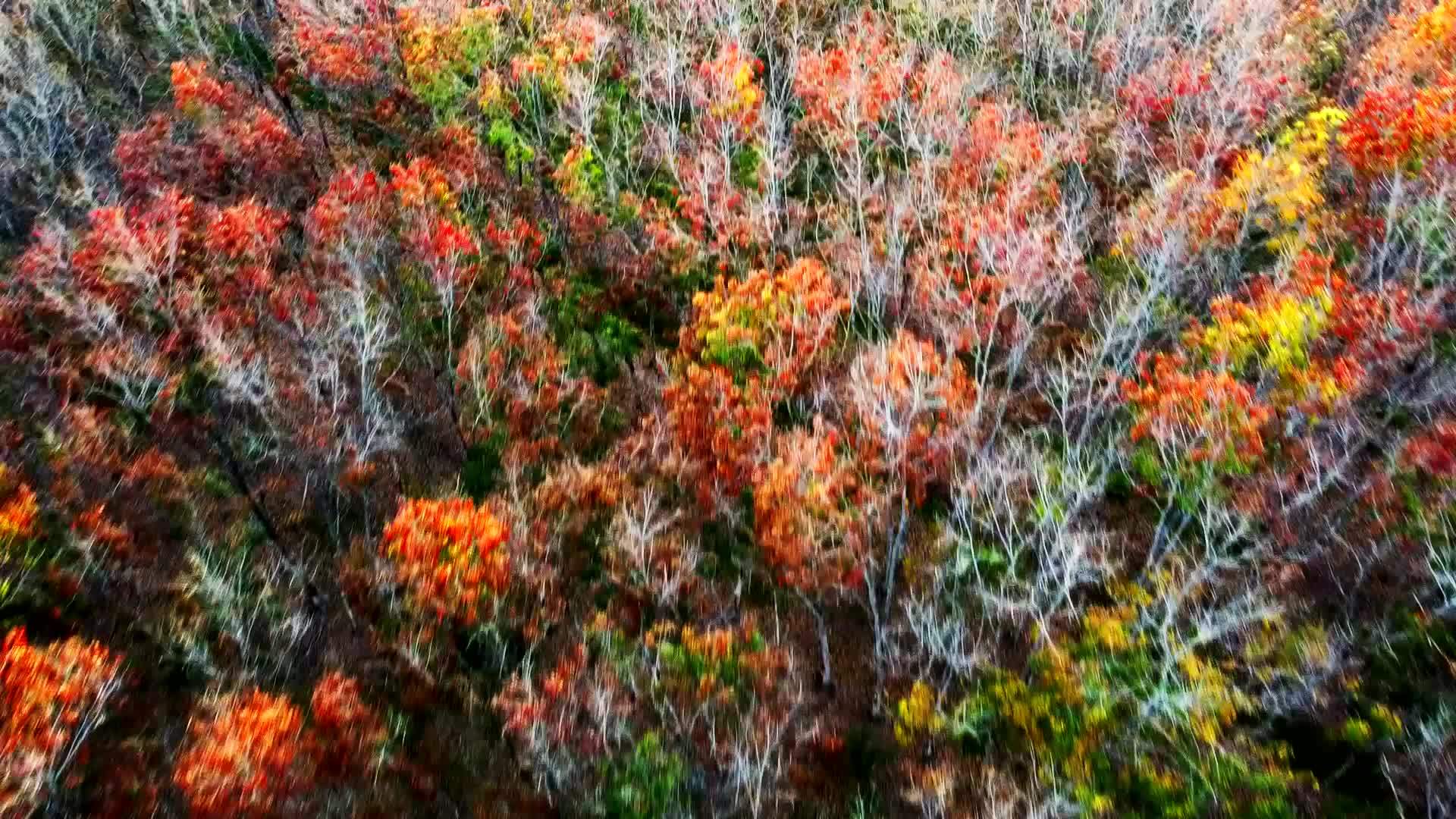 aerial view autumn Trees that change colors to shed their leaves in