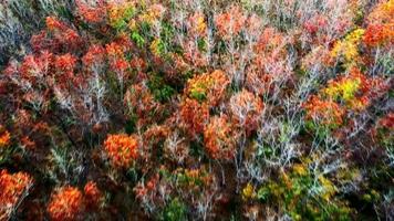 Luftaufnahme Herbstbäume, die ihre Farbe ändern, um im Sommer ihre Blätter abzuwerfen. Hoch oben Fotos von Bäumen während des Jahreszeitenwechsels. Orange, Grün, Rot, Gelbtöne in den Bäumen. video