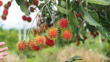 Concept of Thai fruit rambutan. Red rambutan fruit, delicious, sweet, fragrant, ready to be harvested for sale.
