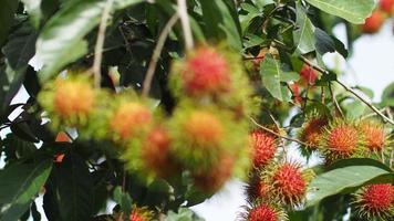 Concept of Thai fruit rambutan. Red rambutan fruit, delicious, sweet, fragrant, ready to be harvested for sale. video