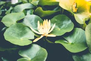 Beautiful yellow lotus flower among green leaves photo