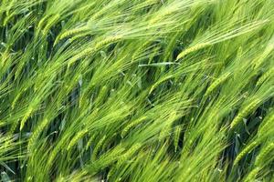 Beautiful and detailed close up view on crop and wheat field textures in northern europe. photo