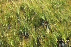 hermosa y detallada vista de primer plano sobre las texturas de cultivos y campos de trigo en el norte de europa. foto