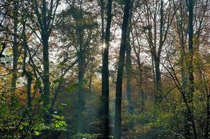 vista a un bosque otoñal vibrante y colorido con follaje otoñal y rayos de luz solar foto