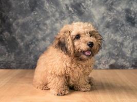 Small  poodle puppy on  grunge background. photo