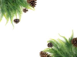 Fir tree with Pine cones on white background photo