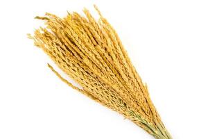 Golden Wheat on white background. photo