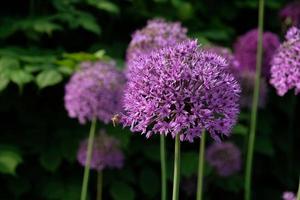 cebolla gigante morada floreciendo, campo de cebolla ornamental allium. pocas bolas de flores de allium florecientes. concepto de jardinería, el cultivo de plantas bulbosas. foto