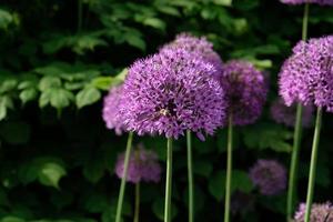 cebolla gigante morada floreciendo, campo de cebolla ornamental allium. pocas bolas de flores de allium florecientes. concepto de jardinería, el cultivo de plantas bulbosas. foto