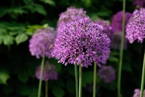 cebolla gigante morada floreciendo, campo de cebolla ornamental allium. pocas bolas de flores de allium florecientes. concepto de jardinería, el cultivo de plantas bulbosas. foto