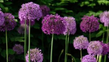 cebolla gigante morada floreciendo, campo de cebolla ornamental allium. pocas bolas de flores de allium florecientes. concepto de jardinería, el cultivo de plantas bulbosas. foto