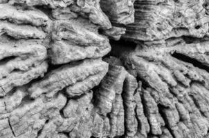 Monochrome of cross section of old wood showing texture for background use photo