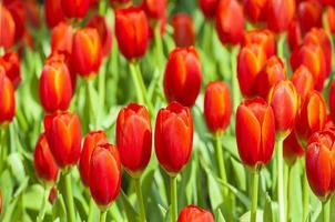 jardín de tulipanes rojos foto