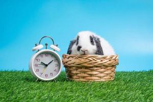 un lindo conejo blanco y negro peludo y esponjoso está sentado en la canasta sobre hierba verde y fondo azul además del reloj blanco. concepto de mascota roedor y pascua. foto