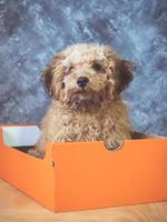 Small  poodle puppy is in a gift box on  grunge background. photo