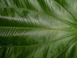 la hoja de echinodorus cordifolius cierra la imagen para el fondo foto