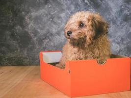 Small  poodle puppy is in a gift box on  grunge background. photo