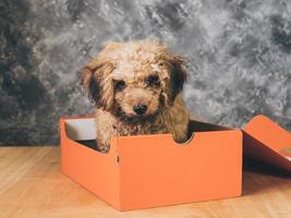Small  poodle puppy is in a gift box on  grunge background. photo