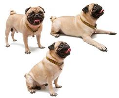 A Pug Dog on white background. photo