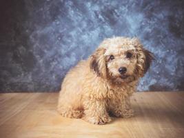 Small  poodle puppy on  grunge background. photo