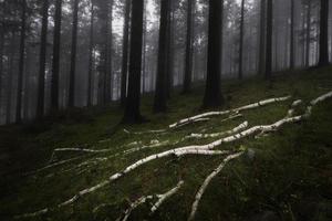 Birch tree trunks lying in the forest grass photo