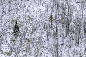 View of a hillside with trees photo