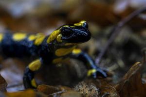 salamandra manchada en otoño foto