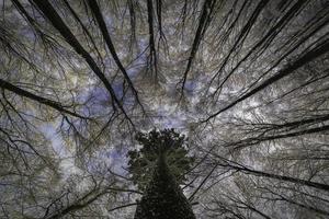 View into the crowns of winter trees photo