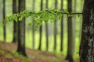 Spring beech branch photo