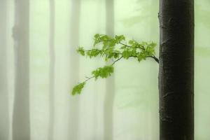 Spring beech branch with leaves photo