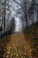 camino forestal de otoño