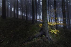 Autumn view into the spruce forest photo