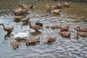 pato de plumas blancas entre los patos peludos marrones foto