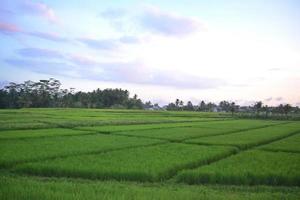 Green Rice Field Landscape View Stretching With Rice Field Lines photo