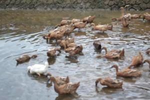 Blur image of white fluffy duck among brown furry ducks photo