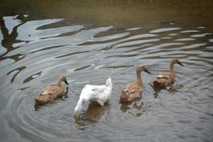 cuatro patos vellosos se alimentan y nadan en el río foto