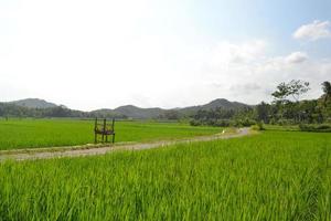 Rice Field View With Two Stacked Tables On The Middle Road Of The Rice Fields During The Day photo