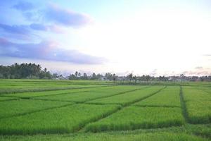 Evening Sky Above The Green Rice Field With A Distinctive Pattern photo