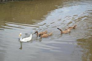 Ducks swim in a pond with light reflect photo