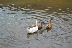 un pato con pelaje blanco y dos patos con cabello castaño en el estanque foto